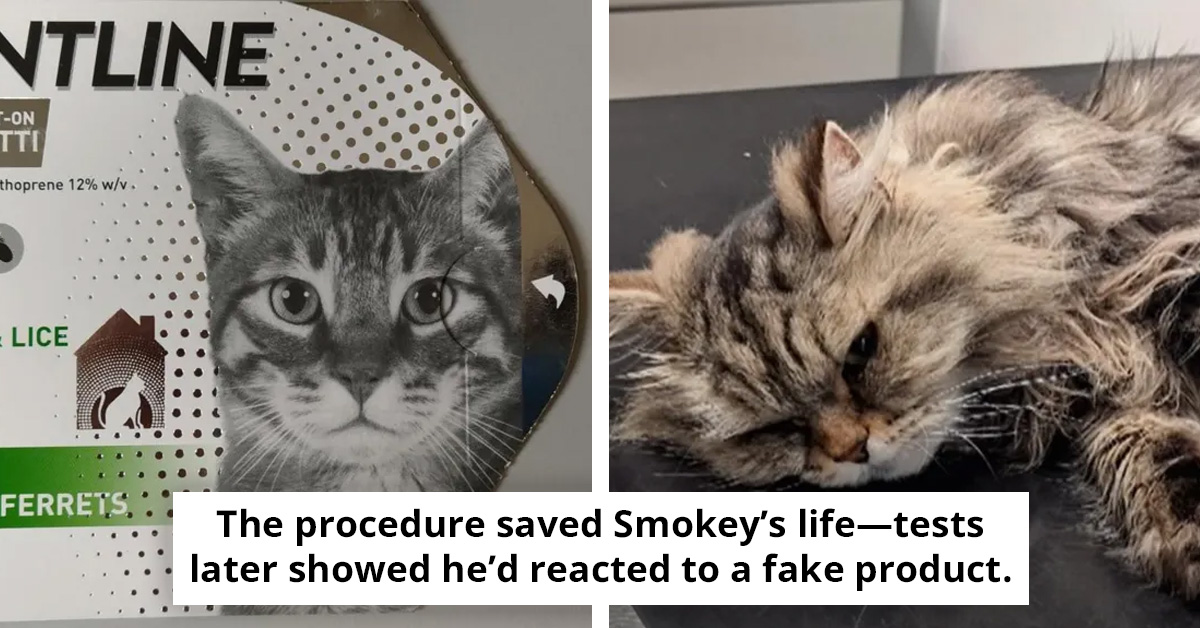 Cat Nearly Dies After Fake Flea Medicine, And Why Owners Must Be Careful