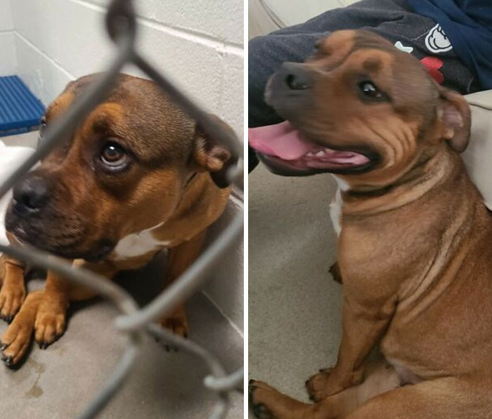 "Before And After Adoption. Meet Dixie"