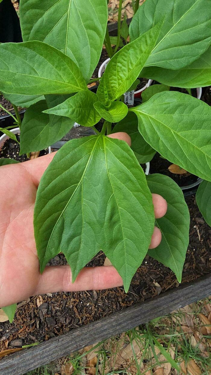 "Look At My Pepper Leaf!"