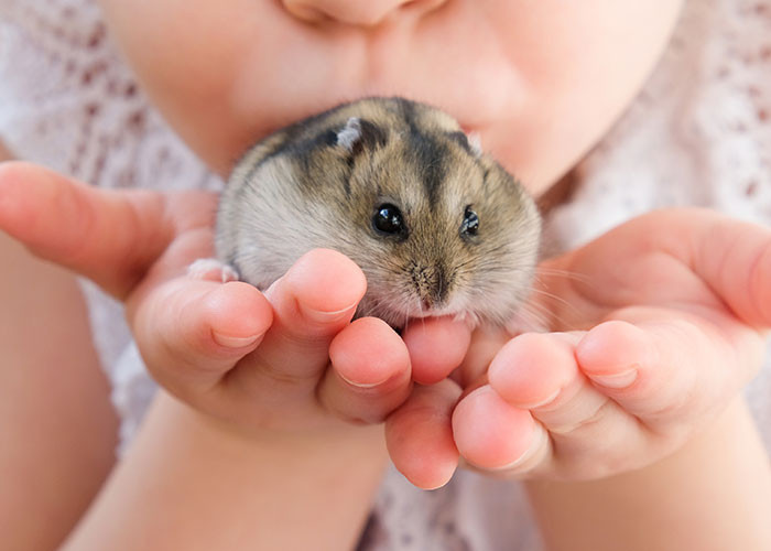 6. Mama hamster in human form