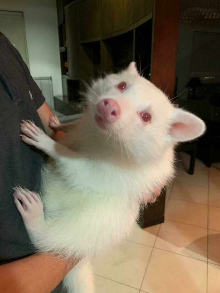 "An Albino Racoon"