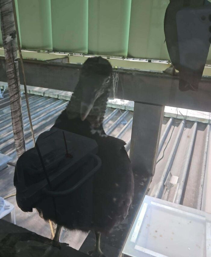 'Today, A Couple Of Vultures Appeared At The Window Of The Surgical Center Where I Work'