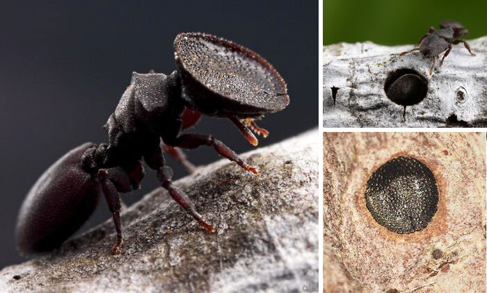 "A Soldier 'Turtle' Ant, Which Uses Its Rounded Head To Block Off The Nest Entrance"