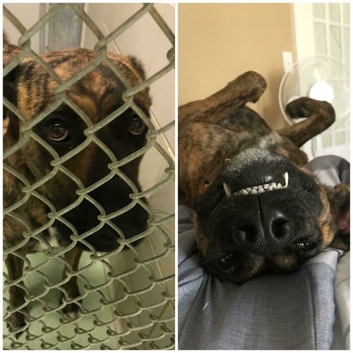 "This Is My Koda Bear The Day Before He Got Adopted And A Few Months After!"