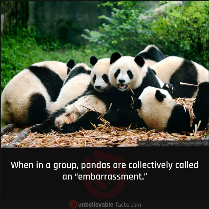 36. An Embarrassment