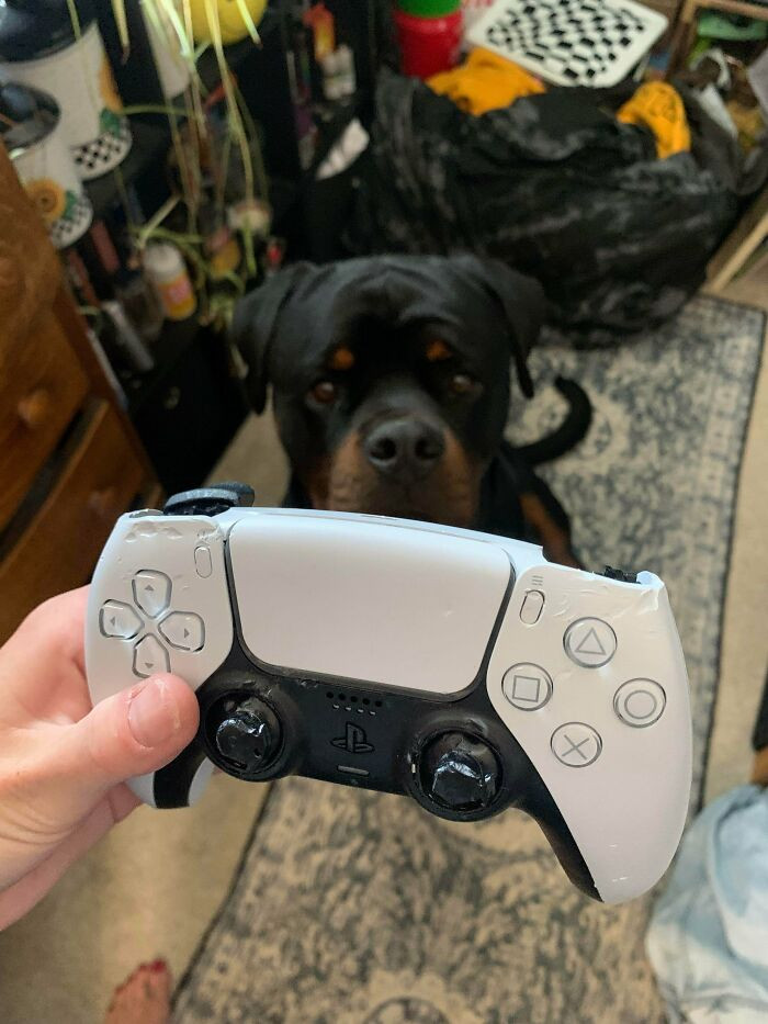 "I Forgot To Put My Controller Away While I Showered, So Our New Pup With A Chewing Problem Found It"