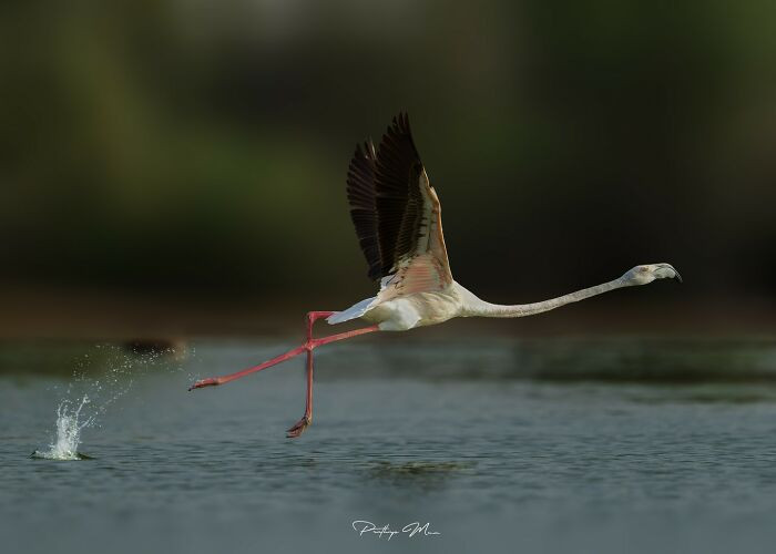 Flamingo Take Off