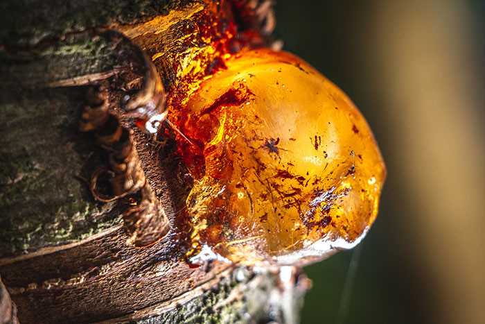Tree resin, commonly called amber, often preserves trapped plant material or tiny insects.