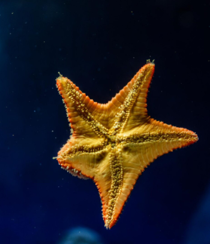 Ocean Animal Trivia for Kids