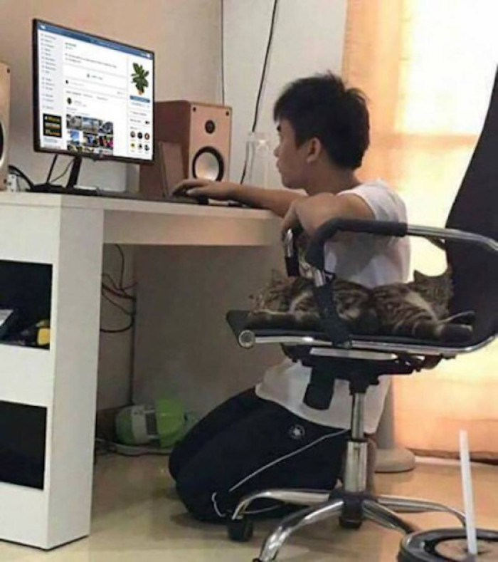 6. Feline Usurpers: When Our Beloved Cats Dethrone Us from Our Desk Chairs