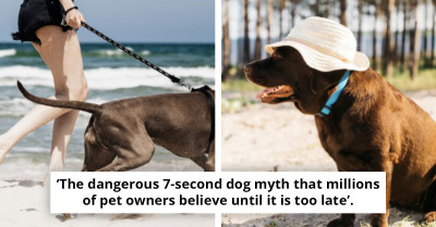 The Life-Saving Test Every Dog Owner Must Do Before Walking in the Heatwave
