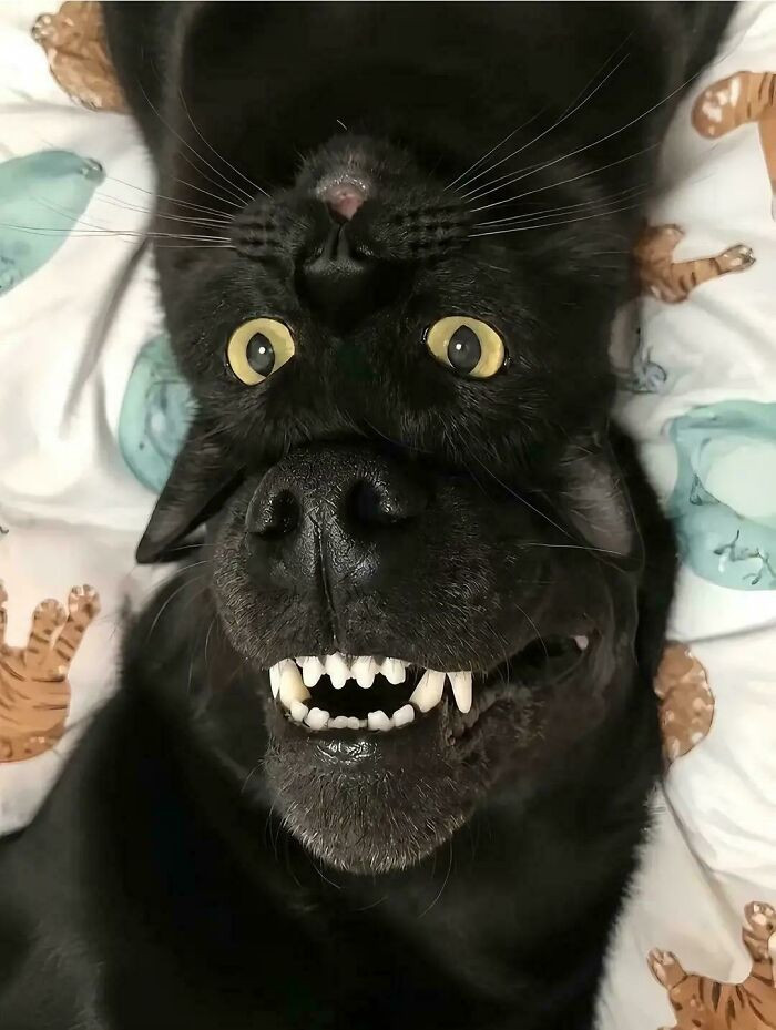 "Gmork, The Neverending Dogcat"