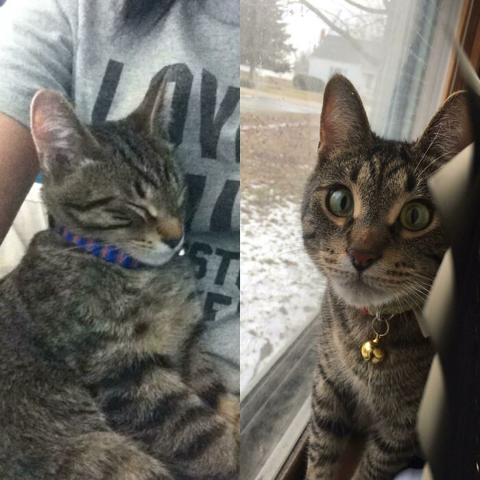 "Found Him Outside My Office Building, Starved Almost To D**th By His Previous Owner Who Grew Bored Of Him And Kicked Him Out"