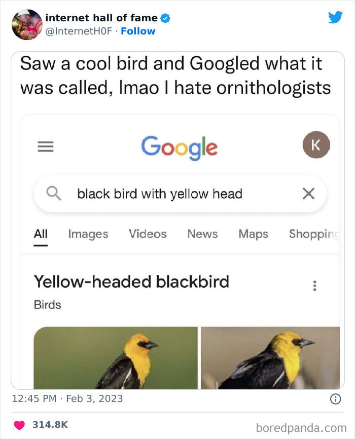 46. Yellow-headed blackbird