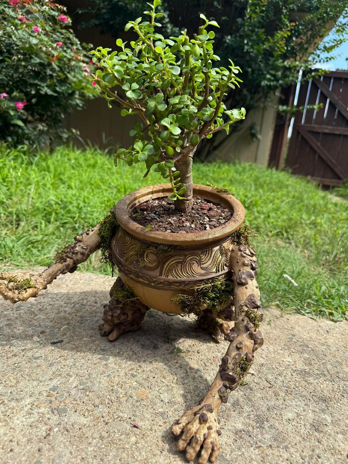 "3D Printed A Pot For My New Bonsai Tree"