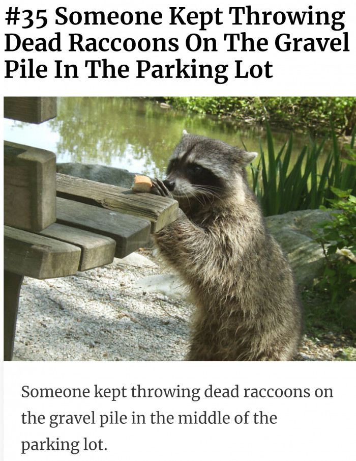 35. Poor raccoons. They don't deserve that.
