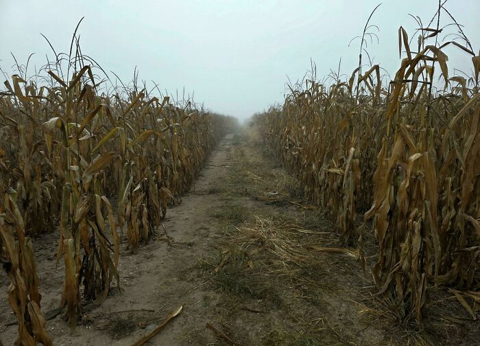 "I Was Walking Out In A Corn Field This Morning, It Was Foggy And Overcast, And I Thought This Was Pretty Creepy. No Wind. Silent"