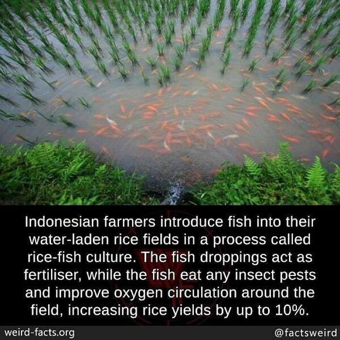 52. Indonesian rice farmers figured out a mutually beneficial way to increase yields