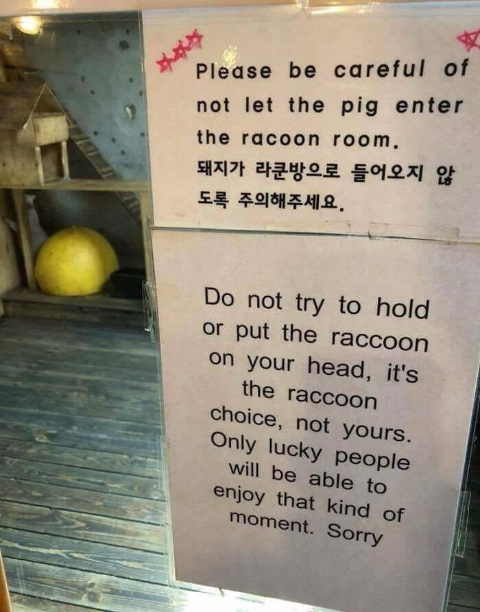 23. “If you only see two signs about a raccoon room today, make it these two.”