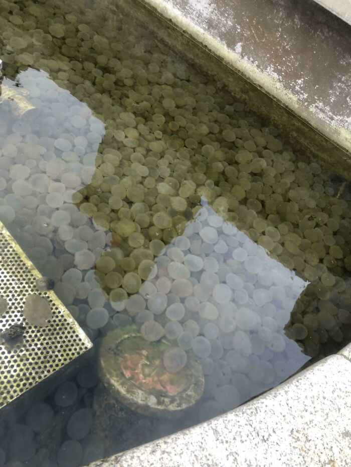 32. Found In A Small Body Of Mossy Water Just Underneath A Statue, Slimy Texture And Burst When Slightly Pressed