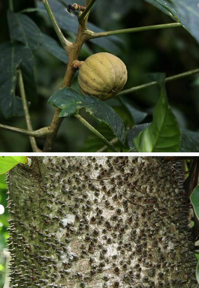 The sandbox tree (Hura crepitans), sometimes called the dynamite tree, spikes its trunk with spines and launches its seed pods explosively, firing seeds at speeds reported near 160 mph.