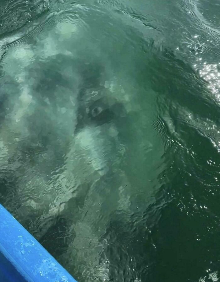 "Baja California Sur Gray Whale Eye. The Most Incredible Creatures I Have Ever Had The Privilege Of Meeting"