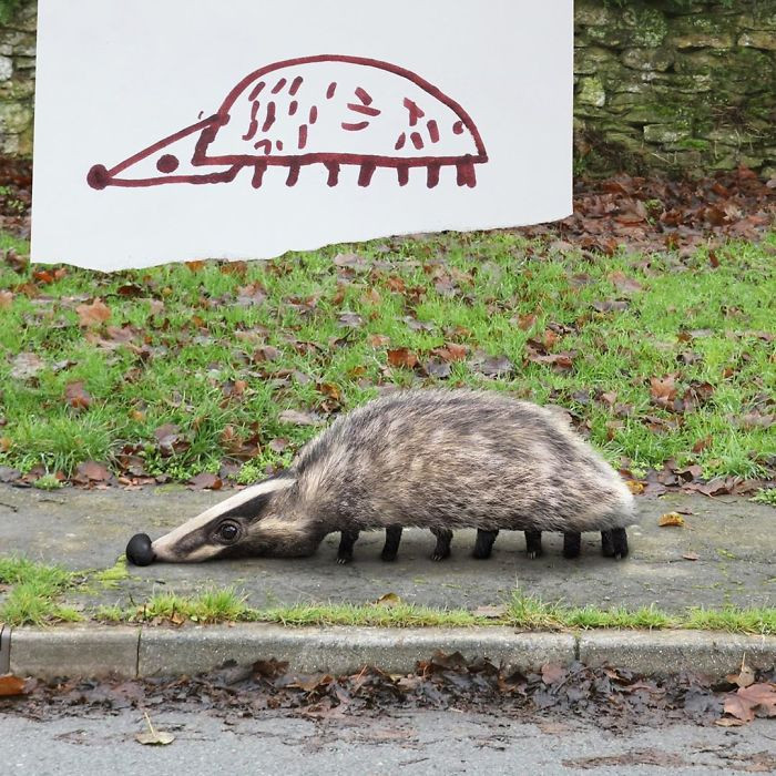 12. Have you ever seen an eight-legged badger before?