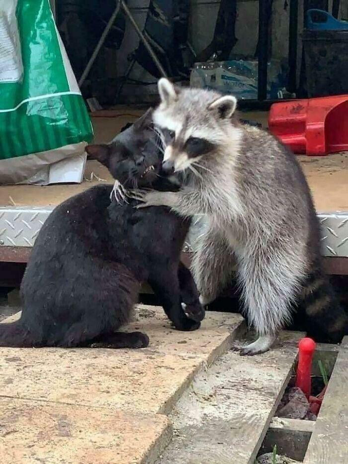 "The Kitty’s Face! 😂"