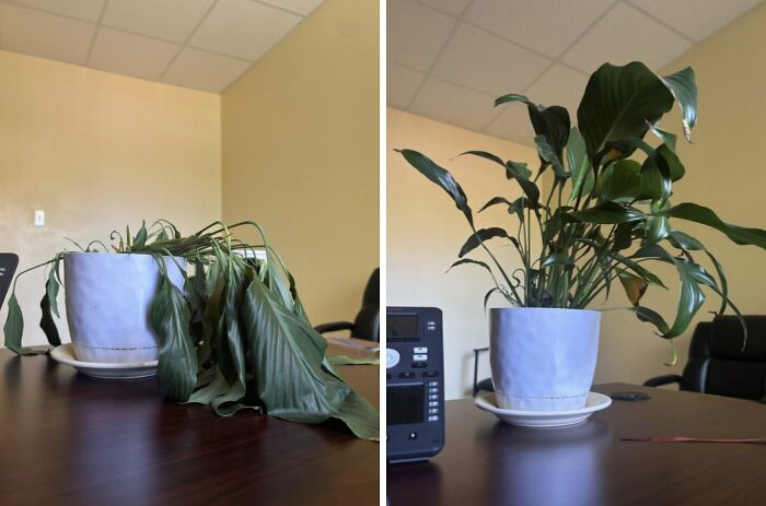 "Before And After Watering My Plant Upon My Return To Work After Two Weeks"