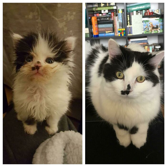 "One Year Ago, Jake Was Found Underneath A Car, Alone And Half Frozen. He Was 4 Weeks Old And His Mom Was Gone. Now He's The Biggest Kitty With The Most Personality That I've Ever Met"
