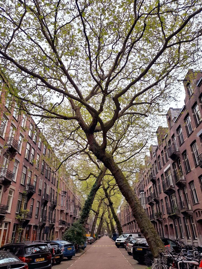 41. The peculiar growth pattern of these trees on a street in Amsterdam is quite a sight to behold.