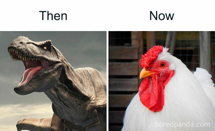 16. Evolution Be Like