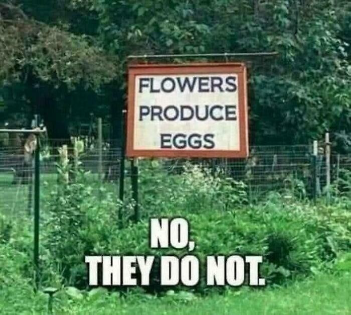 "No, They Do Not!"