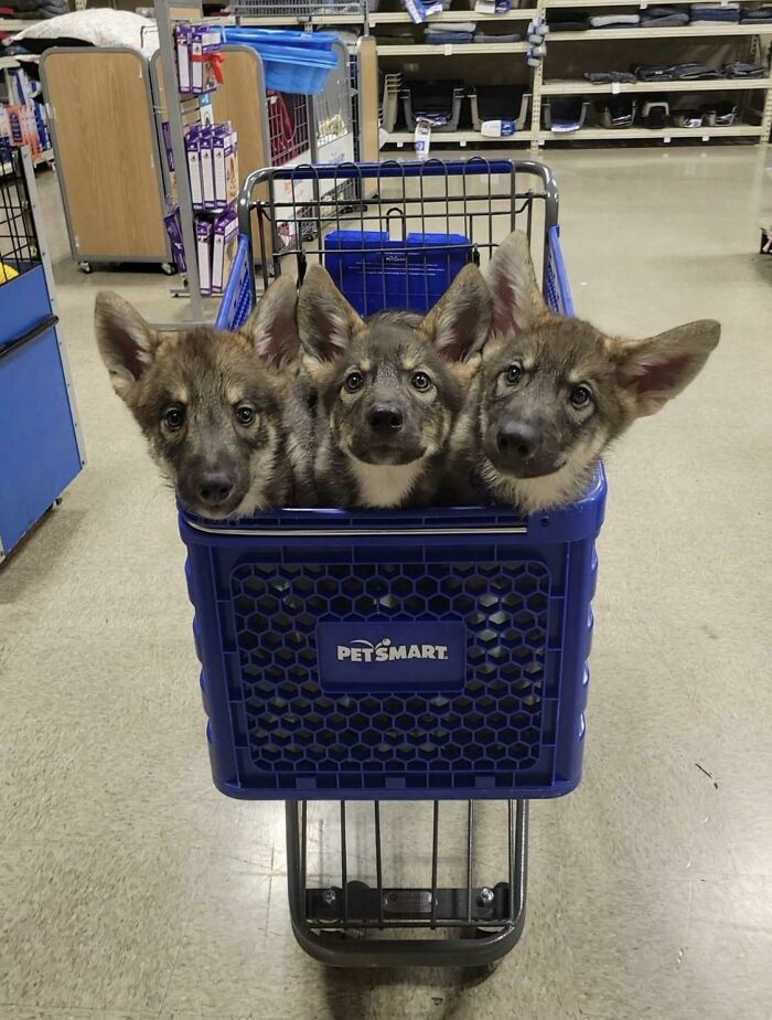 26. Blessed Cerberus