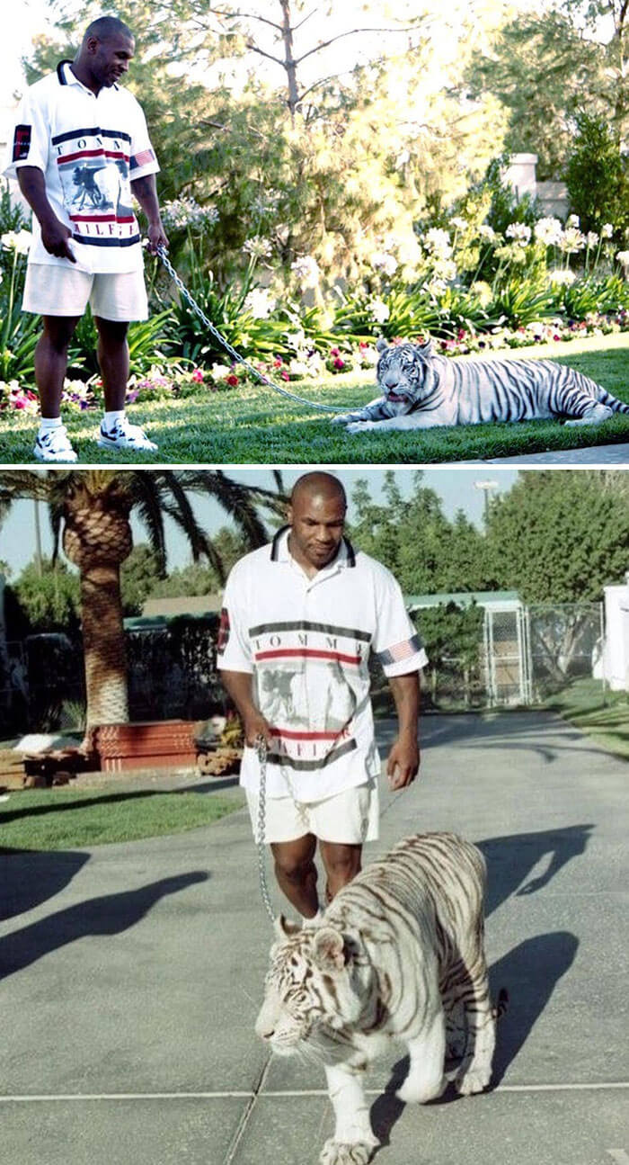 9. Mike Tyson Purchased Two Casual White Tigers