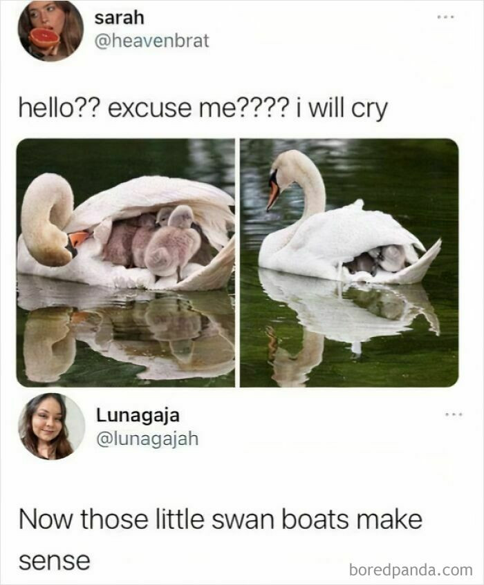 "This Is Adorable"