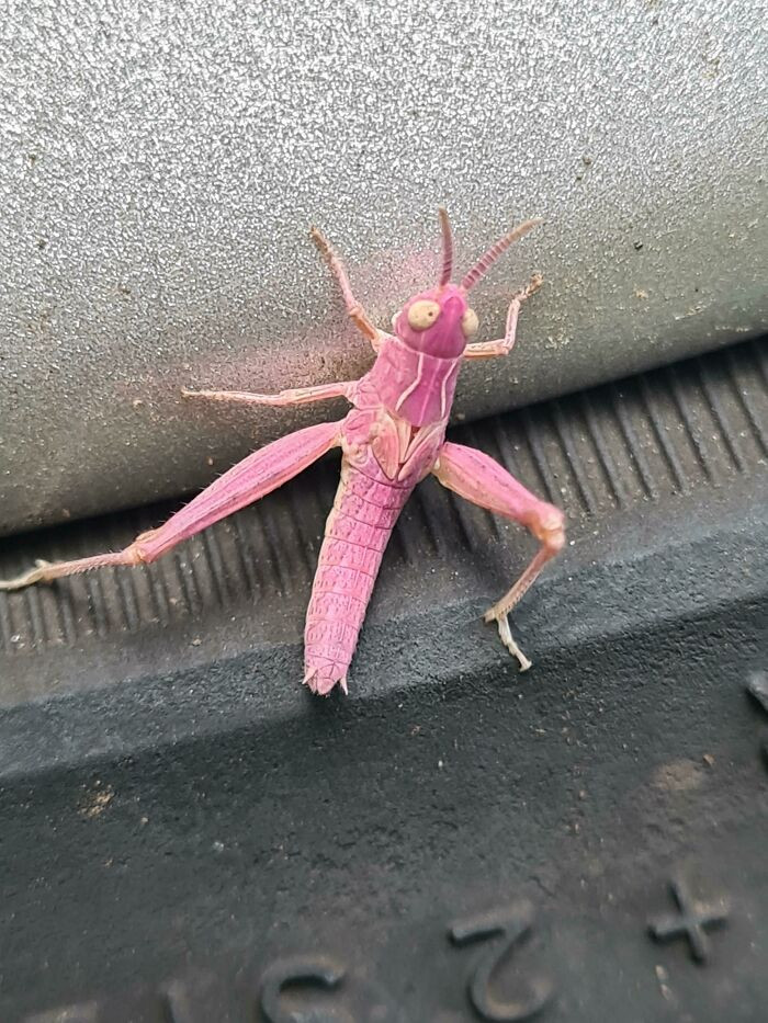 "25 Years Of Life And I've Only Just Discovered Pink Grasshoppers Exist, And Apparently Like My Car"