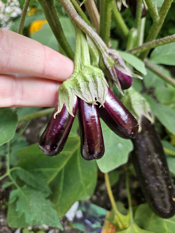 "A Morning Update On My Fasciating Triple Eggplant"