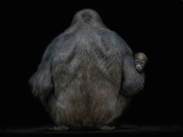 4. Curious Baby By Pedro Jarque Krebs