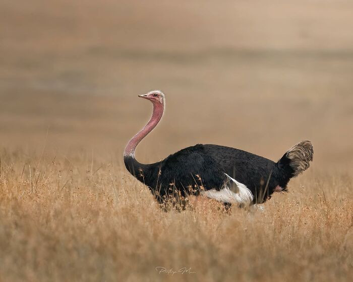 Male Ostrich