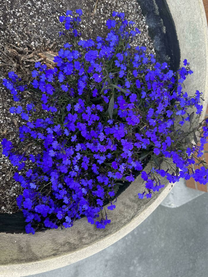 28. Unedited Photo. Deepest Must Vibrant Purple I Have Ever Seen In Nature. What Is This Little Guy (Flowers Are A Penny In Diameter Or Less)