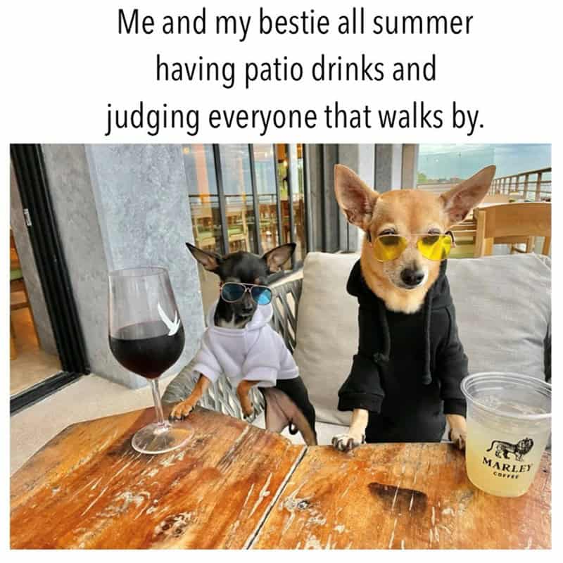 18. It’s called paw-ndering.