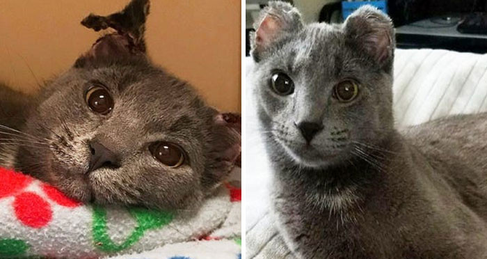 "Hardy Was Brought To The Alley Cat Rescue Inc. After Someone Found Him Wandering Around"