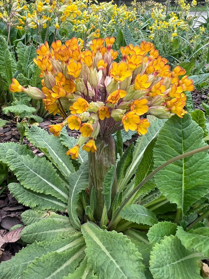 "Look At That Fasciated Primula! I Found It Today! Comparison In The Last Photo"