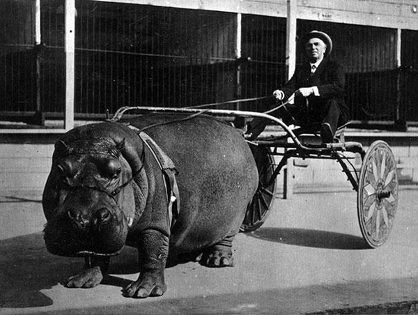 A Large Circus Hippo Pulling a Cart