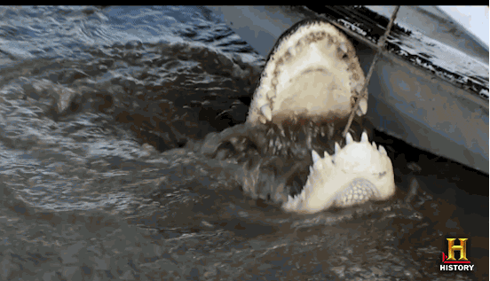 The alligator always wants to eat the bigger number