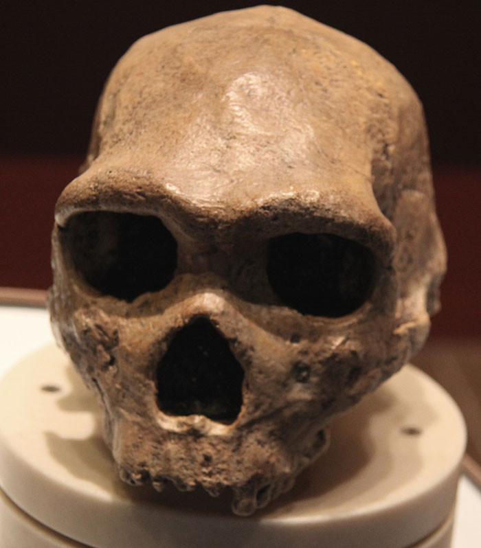 Front view of a Homo heidelbergensis skull displayed at the Smithsonian National Museum of Natural History