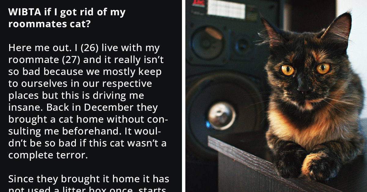 Redditor Consults The Online Community Over Wanting To Rehome Their Roommate's Cat As It Terrorizes Other Pets And Has Behavior Problems