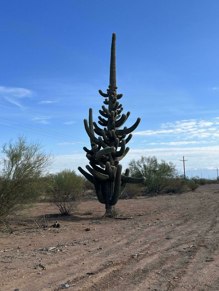 "Saguaro Cactus"