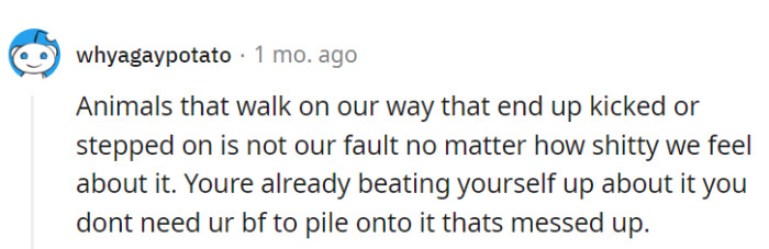 Animal obstacle courses: we've all been there.